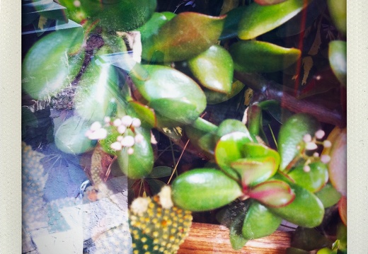 Flowering Jade Plant